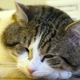 Illustration for article titled Downing Street Cat Faces Calls For His Resignation